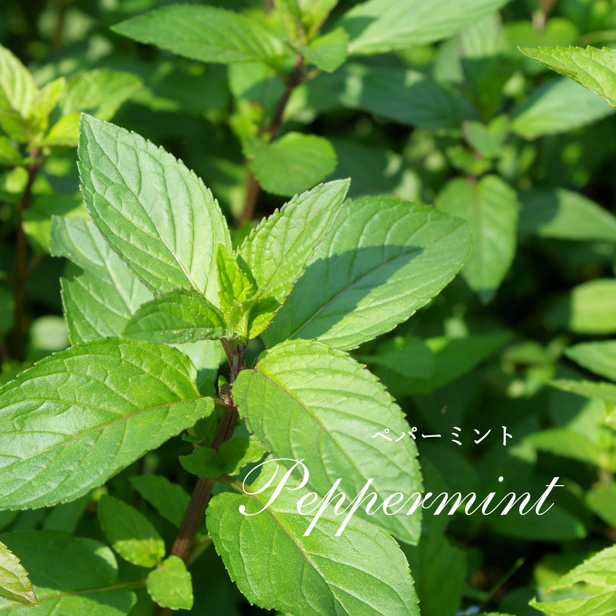 精油ペパーミント Peppermint／エッセンシャルオイル 5ml／Mentha