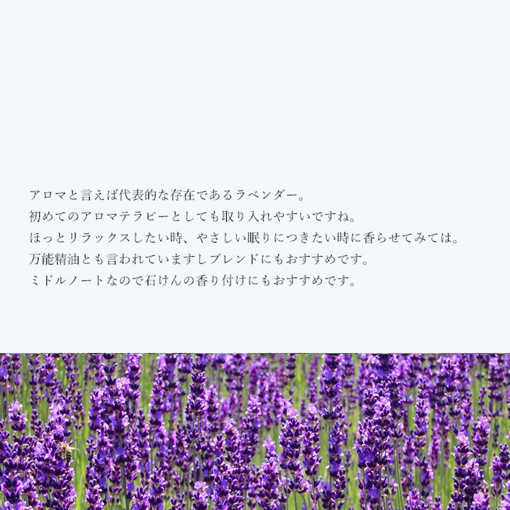 精油ラベンダー Lavender／エッセンシャルオイル 5ml／Lavandula